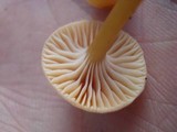 Hygrocybe laeta var. laeta image
