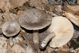 Lactarius pyrogalus image