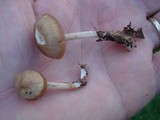 Mycena rutilantiformis image