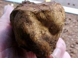 Scleroderma laeve image