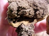 Scleroderma laeve image