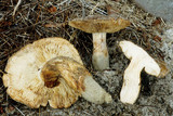 Tricholoma colossus image