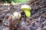 Pulveroboletus ravenelii image