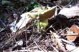 Pulveroboletus ravenelii image