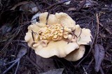 Cantharellus formosus image