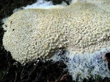 Fuligo septica image