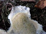 Fuligo septica image