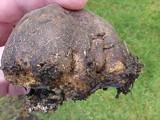 Scleroderma hypogaeum image