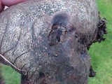Scleroderma hypogaeum image