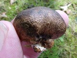 Scleroderma bovista image