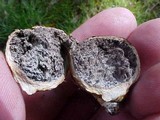 Scleroderma bovista image