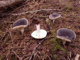 Russula occidentalis image