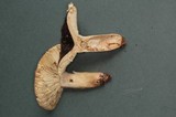 Russula occidentalis image