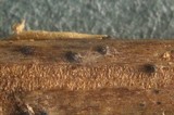Leptosphaeria eustoma image