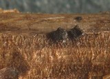 Leptosphaeria eustoma image