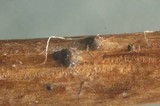 Leptosphaeria eustoma image