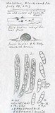 Leptosphaeria eustoma image
