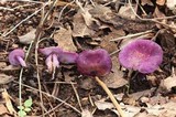 Tricholosporum tropicale image