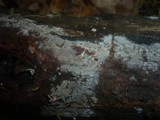 Botryobasidium candicans image