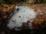 Botryobasidium subcoronatum image