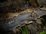 Botryobasidium subcoronatum image