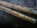 Calloria neglecta image