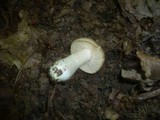 Entoloma aprile image