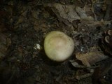 Entoloma aprile image