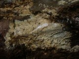 Peniophorella praetermissa image