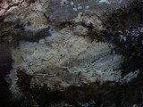 Peniophorella praetermissa image