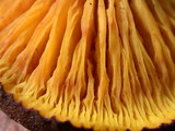 Phylloporus arenicola image