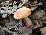 Boletus pallidoroseus image
