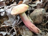Boletus pallidoroseus image