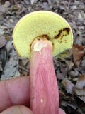 Boletus pallidoroseus image
