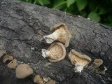 Lentinus strigosus image