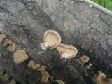 Lentinus strigosus image