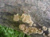 Panus neostrigosus image