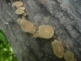 Panus neostrigosus image