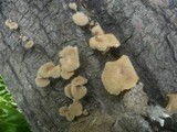 Panus neostrigosus image