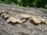 Lentinus strigosus image