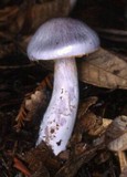 Cortinarius alboviolaceus image