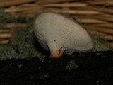 Polyporus tuberaster image