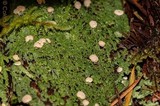 Icmadophila ericetorum image
