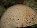 Polyporus tuberaster image