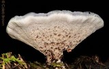 Hydnellum caeruleum image