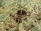 Psathyrella prona image