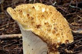 Gomphus kauffmanii image