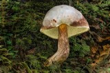 Boletellus mirabilis image