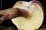 Boletellus mirabilis image