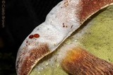 Boletellus mirabilis image